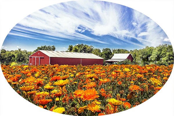 barn and field of flowers images